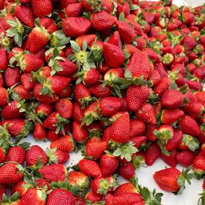 Fresas Frescas, Bayas Rojas Dulces con Alto Contenido de Brix, Grado de Exportación, Suministro al por Mayor - Product Image 3