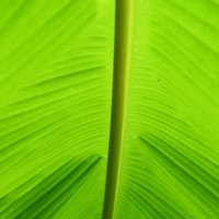 100% feuilles de bananier fraîches naturelles et écologiques à prix économique pour l'emballage des aliments pour l'exportation agricole