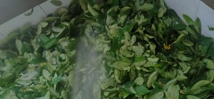 Feuilles de corossol séchées cultivées naturellement Poudre de corossol organique Feuille de graviola tropicale séchée au soleil pour la pureté Meilleur prix. - Product Image 2