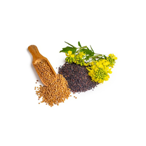Semillas de canola sin OGM ricas en Omega-3 y empaquetadas en nutrientes - Product Image 6