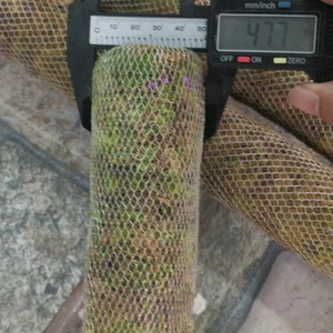 กองมอสคุณภาพสูงจากเวียดนามผลิตภัณฑ์ทางการเกษตร - Product Image 3