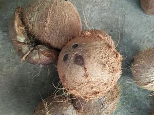 Noix de coco séchée à l'air avec coquille et cosse pour l'exportation, adaptée à un usage industriel et à la fabrication d'aliments | Ms Jessi - Product Image 3