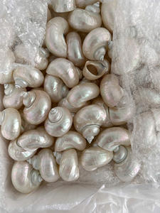 Concha Marina pulida Hermosas conchas pulidas Origen de Vietnam para el diseño creativo del evento Concha Marina Artículos decorativos hechos a mano con estilo - Product Image 4
