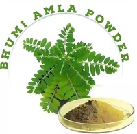 Poudre d'extrait pur de Bhumi Amla de qualité supérieure, herbe ayurvédique naturelle pour la détoxification du foie, le soutien digestif et le renforcement immunitaire (en fût)