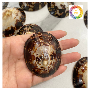 Coquilles polies et propres du Vietnam de haute qualité pour les souvenirs et les ornements - Product Image 6