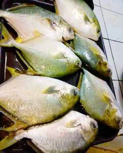Pescado Pompano Congelado IQF al por Mayor, Origen Sudáfrica, 12 Meses de Duración, Empaque a Granel - Product Image 6