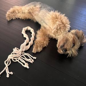 Hoanglinh SG Kimy + 84938616690 pas cher prix chien jouets nettoyage dentaire coton corde jouet pour animaux de compagnie pour mâcher fait TPR sac emballé Viet Nam - Product Image 4