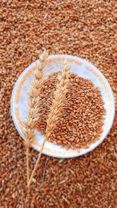 Trigo de Primera Calidad |   Variedades Duras y Blandas |   Suministro al por Mayor - Product Image 2