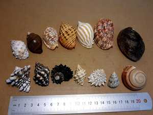 เปลือกหอยตกแต่งจากเวียดนามสีและขนาดต่างๆเหมาะสำหรับตกแต่งบ้านและเป็นของขวัญในราคาที่เหมาะสม - Product Image 2