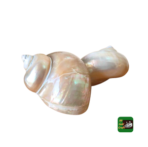 Porte-clés sculpté nacre poli scintillant Turbo coquillage pour artisanat océan plage décor bijoux de mariage prix pas cher - Product Image 3