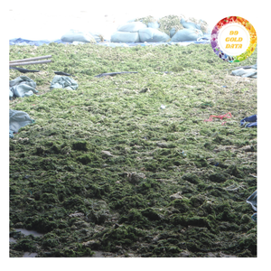 Poudre d'algues vertes en vrac pour les marchés alimentaires et des aliments pour animaux internationaux - Product Image 4