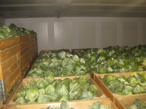 Đông lạnh bắp cải lá/trang trại tươi/sạch nhãn/vitamin-đóng gói - Product Image 2