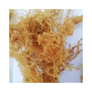 Oceano seca orgânica seca de eucheuma cotonii musgo do mar/alga de girosoma para extrator de carrageen, fazendo salada, sobremesa