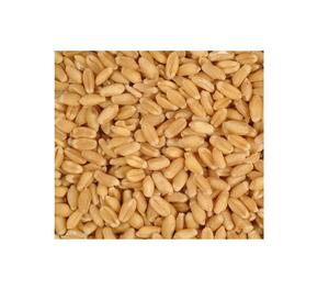 Non-GMO Organic Durum <b>Wheat</b> Grains Dried Milling - Product Image 4