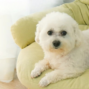 Brosse plate de toilettage portable pour animaux de compagnie autonettoyante facile à utiliser en acier inoxydable plastique caoutchouc Style simple - Product Image 2