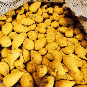 Curcuma Longa de qualité supérieure, qualité alimentaire, rhizomes primaires nettoyés, traités, contrôle de l'humidité, jaune vif, orange, qualité - Product Image 6