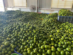 Lima sin semillas de Vietnam envasada fresca para mercados internacionales y procesamiento de bebidas - Product Image 4