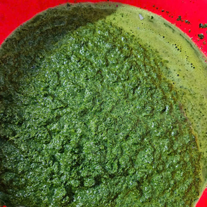 ใบมันสำปะหลังสดแช่แข็งที่100%: คุณภาพสูงพร้อมราคาถูกสำหรับอุตสาหกรรมอาหารโดยตรงจาก99ข้อมูลทองคำในเวียดนาม - Product Image 1