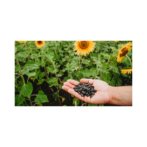 เมล็ดทานตะวัน - Product Image 6