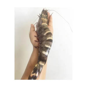 Proveedor Confiable de Camarones Tigre Negro Congelados sin Cabeza de Alta Calidad a Granel para Exportación a Compradores Globales - Product Image 3