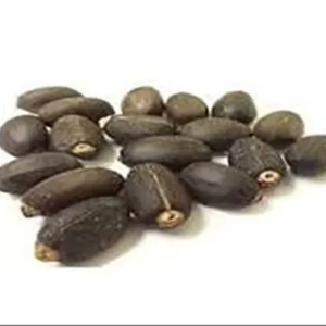 Prix de gros des graines de Jatropha de qualité supérieure Graines de Jatropha de haute qualité 100% Graines de Jatropha naturelles séchées à bas prix Offre Spéciale - Product Image 5