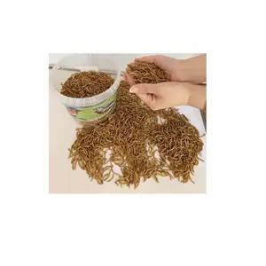Vermi della farina essiccati di alta qualità a basso costo produttore da Austria