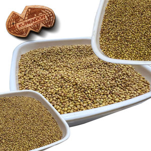 Trébol Berseem | Excelente Material de Ensilaje para Ganado - Product Image 3