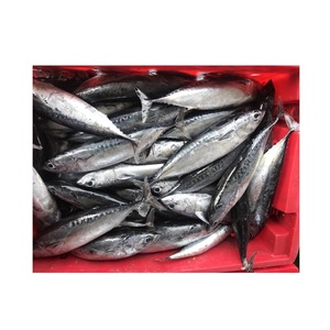 Poisson congelé entier rond de bonite, thon, skipjack - Product Image 6