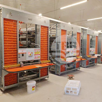 Système de cages à poules pondeuses de type H, équipement de collecte automatique des œufs pour les fermes commerciales
