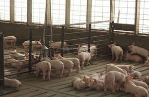 Casa prefabbricata del maiale del metallo con i pannelli di parete Anti-corrosione e la disposizione interna divisa - Product Image 5