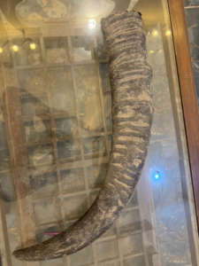 Cornes de buffle brutes polies par Crafts Galore-Style religieux et animal en gros authentique d'Inde - Product Image 6