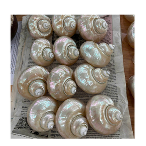 Coquille marine authentique Turbo Burgess Coquillage naturel brillant pour bricolage Artisanat Design d'intérieur et décor côtier - Product Image 1