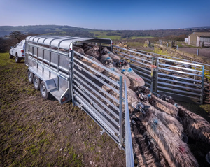 Remorque électrique en acier à col de cygne pour le transport de bétail, 2 chevaux, chargement incliné, double essieu, transport fermé pour ferme - Product Image 3