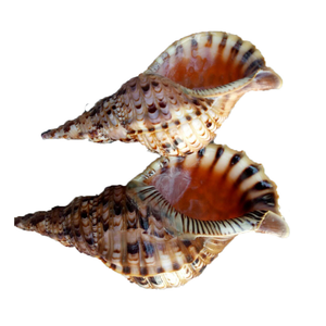 Trompeta Seashell: Concha natural de la reina de Vietnam, ideal para una decoración elegante del hogar y piezas de exhibición fáciles de usar - Product Image 1