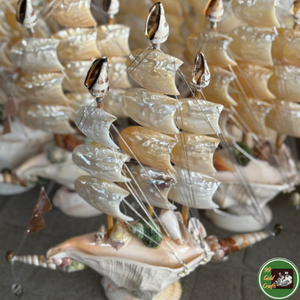 Decoración con Conchas Marinas de Origen Vietnamita, Utilizando Conchas Naturales para Decoración de Interiores y Elaboración de Artesanías - Product Image 2