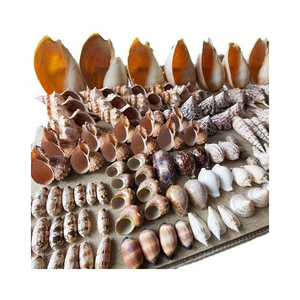 Operculos de conchas marinas naturales para joyería y manualidades - Product Image 5