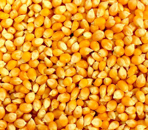 Maïs jaune standard du marché, grains propres et secs, emballage de 50 kg, approvisionnement en vrac pour les fabricants d'ingrédients alimentaires industriels - Product Image 2