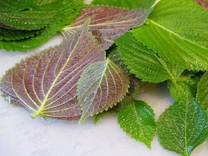 Polvo de hoja de perilla liofilizado de primera calidad | Ingrediente herbal natural para té, cuidado de la piel y suplementos | MS. JESSI - Product Image 6