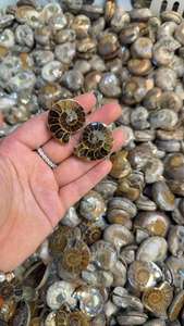 อัญมณีคู่แอมโมไนต์ธรรมชาติ AAA อัญมณีคู่แอมโมเนียมที่สวยงามสำหรับทำเครื่องประดับ - Product Image 4