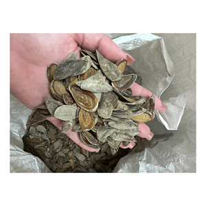 Venta al por mayor de cáscaras de opérculo de mariscos secos-Murex opérculum Seashells de Vietnam - Product Image 2