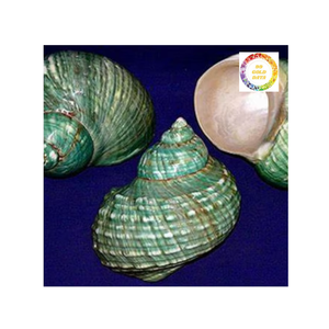 Coquille décorative verte turbo du Vietnam Coquille océanique authentique pour la fabrication de bijoux ou le style de maison tropicale - Product Image 2