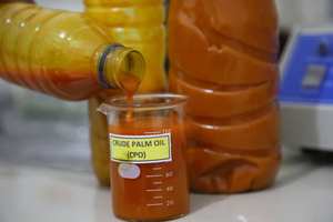 ซื้อน้ำมันดอกทานตะวันบริสุทธิ์แบบขายส่ง (เกรด 100 แบบผ่านการฟอก) / น้ำมันดอกทานตะวันสีแดง / น้ำมันดอกทานตะวันดิบ - บรรจุภัณฑ์แบบขายส่ง - Product Image 5