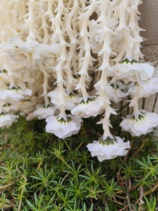 Eid Ramadán fiesta decoración Rosa guirnalda tuberosa flor cadena Nikah boda decoración Holi Haldi Mehndi nuevo blanco tema telón de fondo - Product Image 5