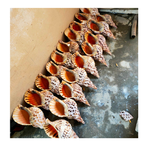 Trumpet Triton Shell จาก99 Gold Data Vietnam ใช้ในธีมทะเลและ Trumpet Triton Shell Art Display - Product Image 5