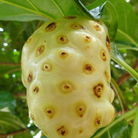 FRUITS NONI SÉCHÉS | MORINDA CITRIFOLIA | COMPLÉMENT DE SANTÉ NATURELLE