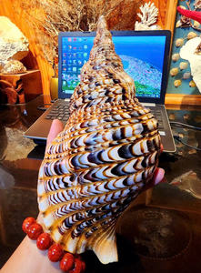 Trompette coquillage: coquillage de trompette de conque de reine vietnamienne naturelle, essentiel pour la décoration intérieure à la mode et les pièces d'affichage faciles - Product Image 6