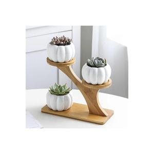 3 pezzi di zucca succulenta