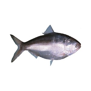 Approvisionnement en gros de poisson Hilsa frais, fruits de mer de haute qualité et de première qualité - Product Image 6