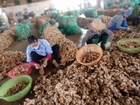 样品免费1千克鲜姜价格淡黄色老鲜姜越南香料出口商各种尺寸好价格OEM-ANNA DO