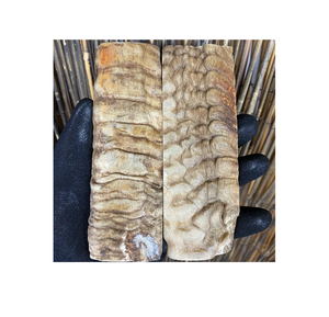 Placas de cuerno de oveja al por mayor, tamaño pequeño, cuerno de oveja, cantidad a granel disponible para la venta, placa de cuerno de oveja a precio barato - Product Image 1